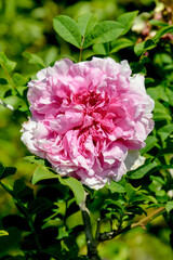 Rosier châtaigne, Rosa roxburghii 'Plena',Jardin,