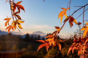 Vibrant autumn colored orange maple leaves framing panoramic view of mountain peak Dobratsch seen from Ludmannsdorf in Rosental, Carinthia. Peace, tranquility and the changing seasons in Austrian Alps