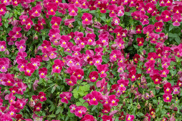 鮮やかなピンク色のビオラが咲き誇る庭の風景