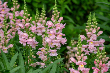 優しいピンク色の金魚草が咲き誇る庭の一角