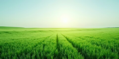 Obraz premium Green Field Horizon: A vast, serene landscape unfolds under a clear sky, with vibrant green wheat fields stretching towards a distant horizon. The sun's golden rays illuminate the scene.