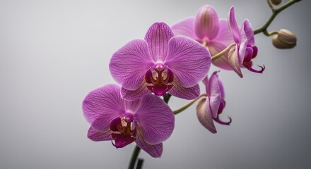 Obraz premium Orchids on a lake, flowers in water, colorful flowers