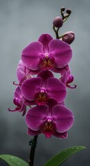 Naklejka premium Orchids on a lake, flowers in water, colorful flowers