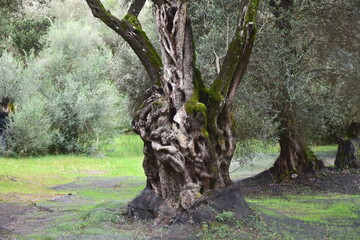 hundreds of years of olive trees on island Corfu,Greece