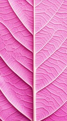Close up of a pink  leaf with veins texture background.wallpaper microscopic leaf with vein structure.