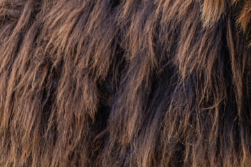 fur texture close up. wild fluffy long animal winter coat. brown mahagony, cocoa color.