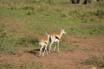 young gazelle antilope in the serengeti national park