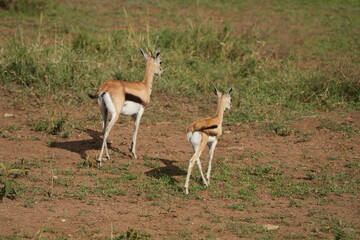 young gazelle antilope in the serengeti national park