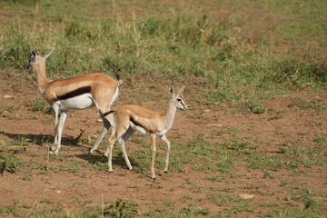impala antelope in the savannah, serengeti national park tanzania