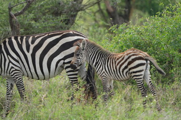 portrait of a baby zebra with its mom in the serengeti national park tanzania