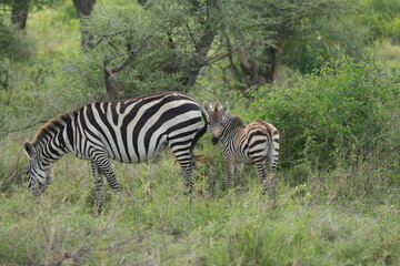 portrait of a baby zebra with its mom in the serengeti national park tanzania