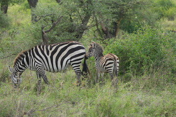 portrait of a baby zebra with its mom in the serengeti national park tanzania
