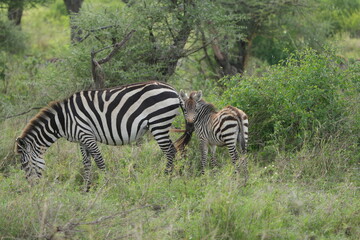 portrait of a baby zebra with its mom in the serengeti national park tanzania