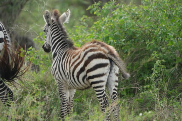 portrait of a baby zebra with its mom in the serengeti national park tanzania