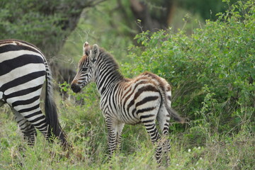 portrait of a baby zebra with its mom in the serengeti national park tanzania