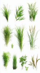 Fototapeta premium A Collection of Lush Green Grasses and Plants, A Celebration of Nature's Beauty