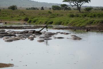 hippopotamus in the water, laying in a hippo pool in the serengeti wildlife safari wild hippo