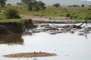 hippopotamus in the water, laying in a hippo pool in the serengeti wildlife safari wild hippo