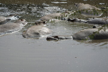 hippopotamus in the water, laying in a hippo pool in the serengeti wildlife safari wild hippo