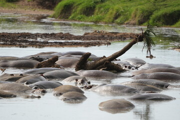 hippopotamus in the water, laying in a hippo pool in the serengeti wildlife safari wild hippo
