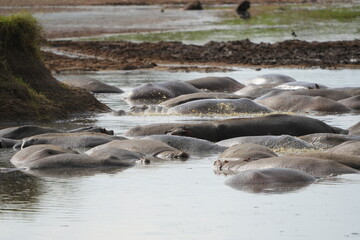 hippopotamus in the water, laying in a hippo pool in the serengeti wildlife safari wild hippo