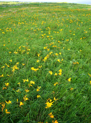 北海道　利尻島の風景(エゾカンゾウの群生)