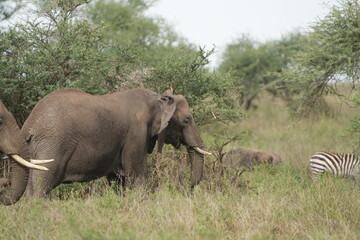Fototapeta premium portrait of two african elephants walking through the serengeti national park in tanzania