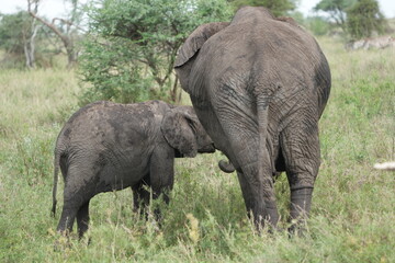 Fototapeta premium baby elephant standing next to its mother in the serengeti national park tanzania