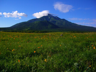 北海道　利尻島の風景(エゾカンゾウの群生,利尻山)