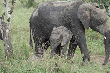 half muddy baby elephant standing with its mother in the herd, serengeti national park, tanzania