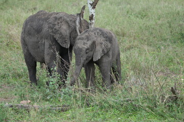 Fototapeta premium Young Elephant Siblings Grazing – Serengeti National Park, Tanzania