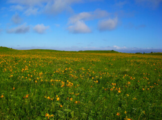 北海道　利尻島の風景(エゾカンゾウの群生)