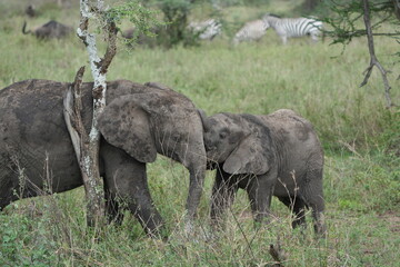 Young Elephant Siblings Grazing &ndash; Serengeti National Park, Tanzania