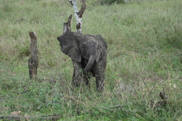 baby african elephant cuddling a tree in the serengeti national park tanzania © Soaps