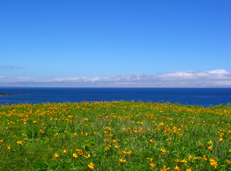 北海道　利尻島の風景(エゾカンゾウの群生)