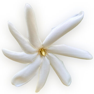 Fleur de tiar&eacute; tahitien 