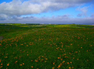 北海道　利尻島の風景(エゾカンゾウの群生と礼文島)