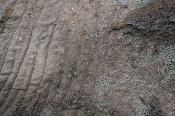 close up of the skin of an african elephant, detailed, texture