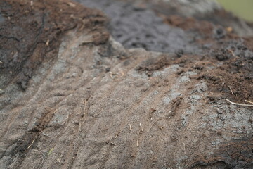 close up of the skin of an african elephant, detailed, texture