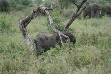 baby african elephant cuddling a tree in the serengeti national park tanzania © Soaps