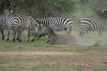 Zebra Herd in the Serengeti – Dust and Calm on the Open Plains