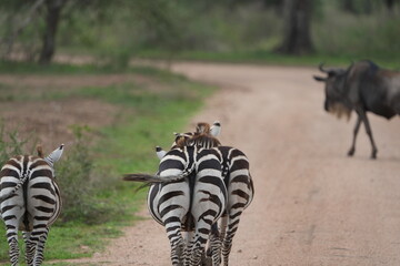 zebras in the wild, walking one of the highways in the serengeti national park tanzania