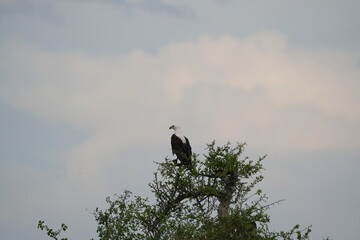 portrait of the african fish eagle sitting int he top of a tree against a cloudy background in the serengeti national park tanzania (Haliaeetus vocifer)