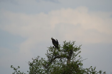 portrait of the african fish eagle sitting int he top of a tree against a cloudy background in the serengeti national park tanzania (Haliaeetus vocifer)