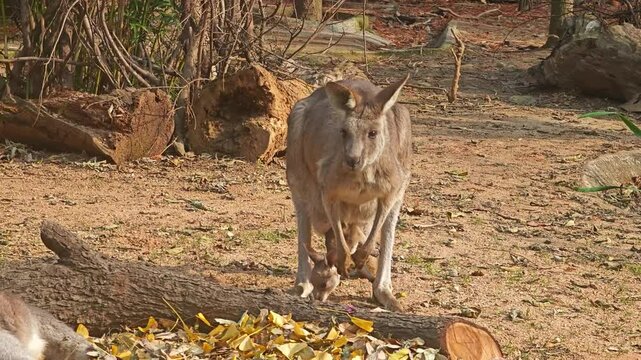 a kangaroo mother take its baby and eating in the zoo