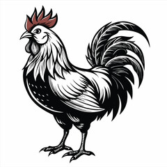rooster isolated on white