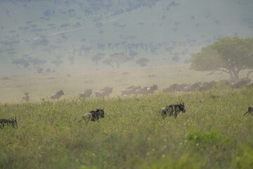 wildebeest running through the serengeti national park during the migration