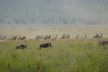 wildebeest running through the serengeti national park during the migration