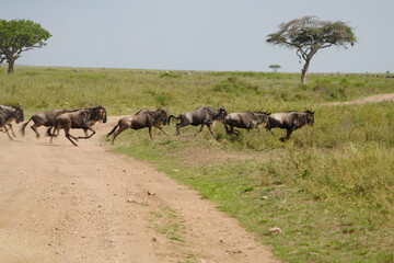 wildebeest running through the serengeti national park during the migration