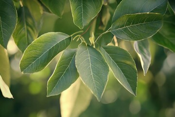 Fototapeta premium Vibrant Green Leaves in Sunlight: Nature's Beauty Close-Up